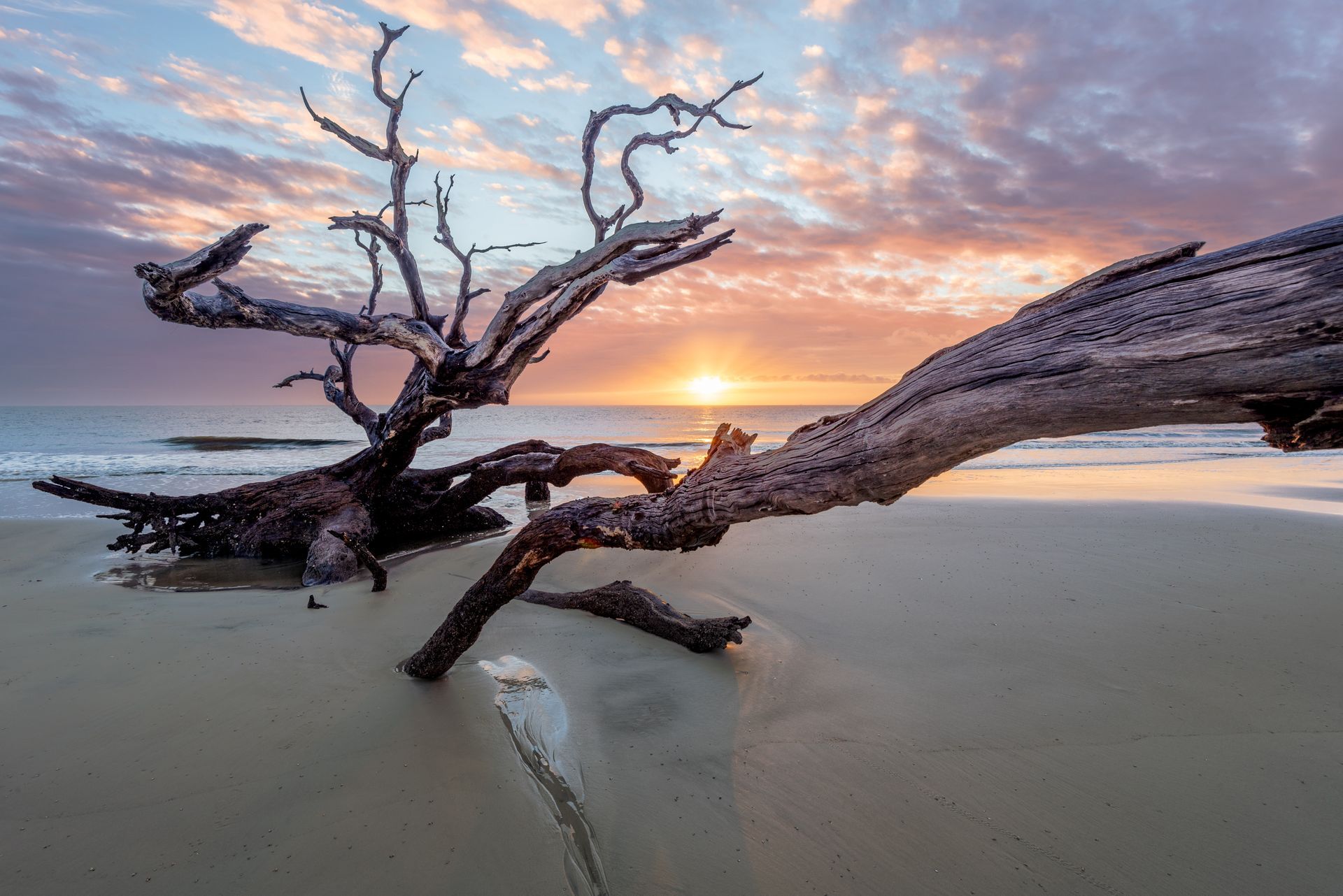 Sunrise painting an ancient tree on Driftwood Beach